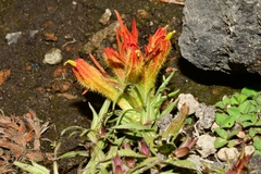 Castilleja moranensis