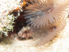 Bispira melanostigma