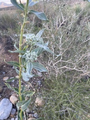 Asclepias erosa