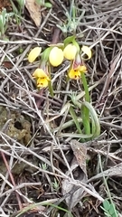 Diuris palustris