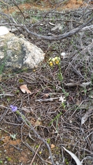 Diuris palustris