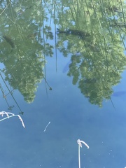 Micropterus salmoides