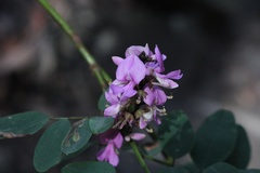 Indigofera