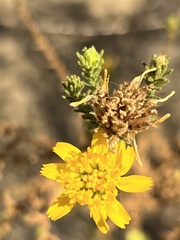 Deinandra minthornii