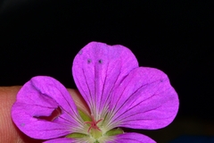 Geranium potentillifolium