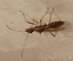 Dulichius trispinosus