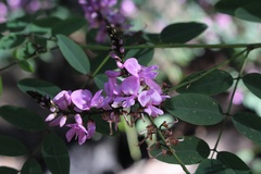 Indigofera