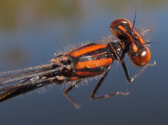 Pseudagrion rufostigma