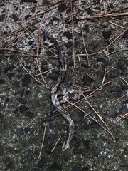 Hebius vibakari