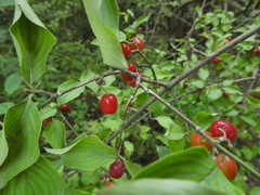 Cornus mas