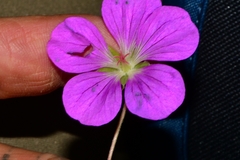 Geranium potentillifolium