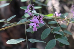 Indigofera
