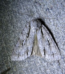 Acronicta lobeliae