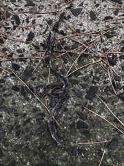 Hebius vibakari