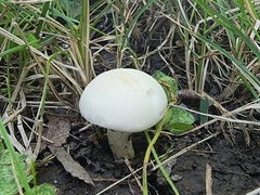 Cuphophyllus angustifolius