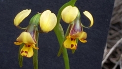 Diuris palustris