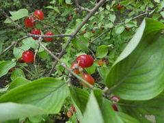 Cornus mas