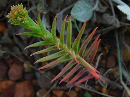 Crassula subulata