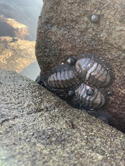 Chiton magnificus
