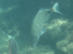 Diplodus sargus
