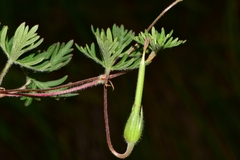 Geranium potentillifolium