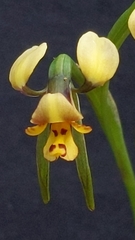 Diuris palustris