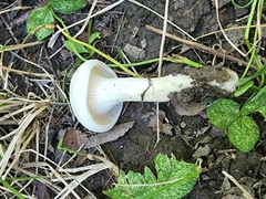 Cuphophyllus angustifolius