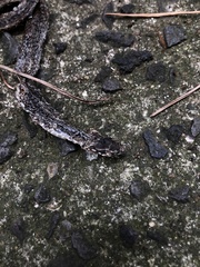 Hebius vibakari