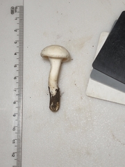 Cuphophyllus angustifolius