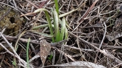 Diuris palustris