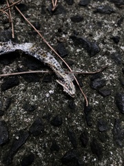 Hebius vibakari