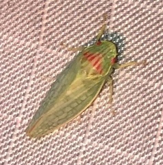 Gyponana octolineata
