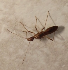 Dulichius trispinosus