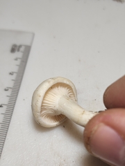 Cuphophyllus angustifolius