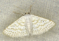 Idaea