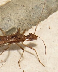 Dulichius trispinosus