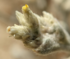 Pseudognaphalium microcephalum