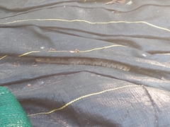 Nerodia erythrogaster