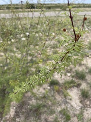 Vachellia vernicosa