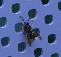 Vespula vidua
