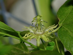 Passiflora lutea