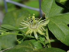 Passiflora lutea