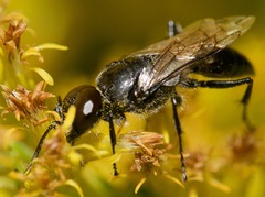 Astata