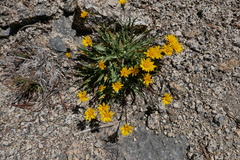 Pyrrocoma apargioides