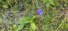 Commelina tuberosa
