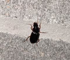 Harpalus