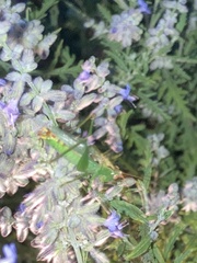 Orchelimum silvaticum