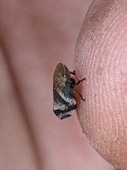 Aphrophoridae