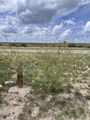 Vachellia vernicosa