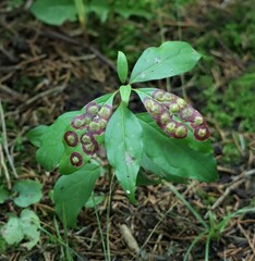 Parallelodiplosis subtruncata
